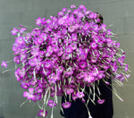 Agrostemma-Purple Queen