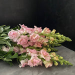 Snapdragon-Frappe Light Pink - SMFF Wholesale