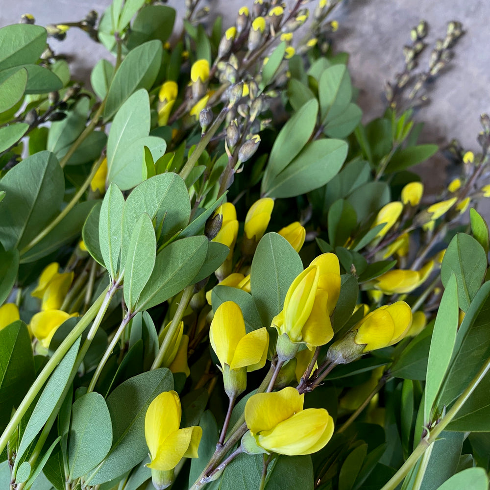 Baptisia-Yellow
