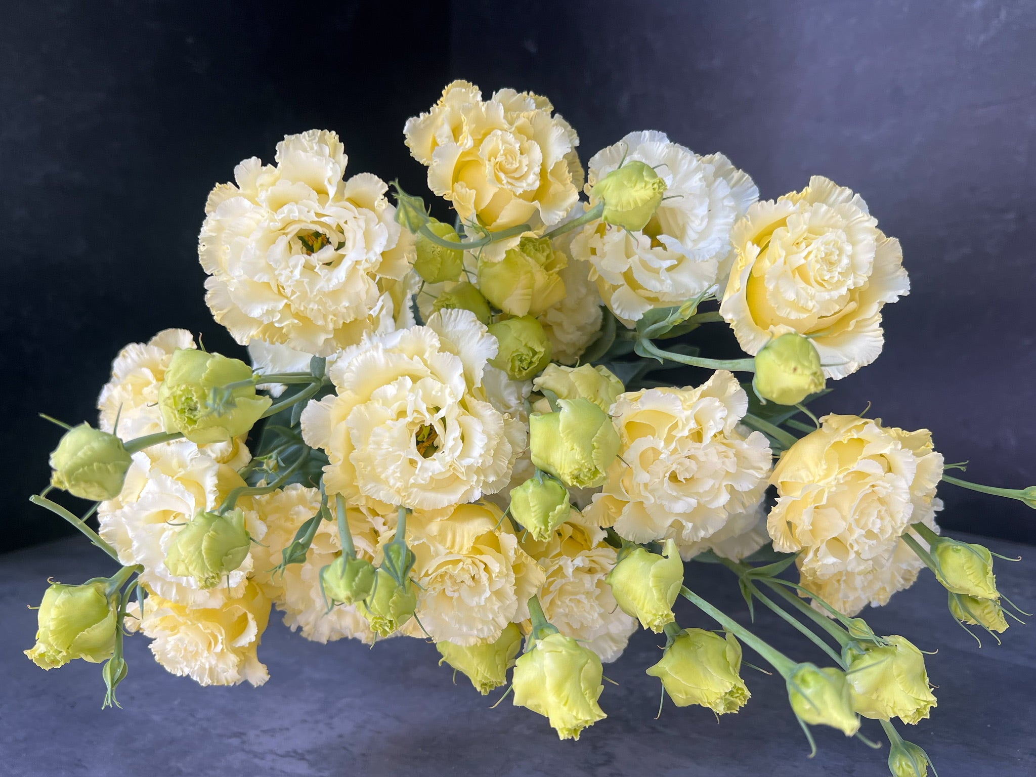 Lisianthus-Cream Ruffles