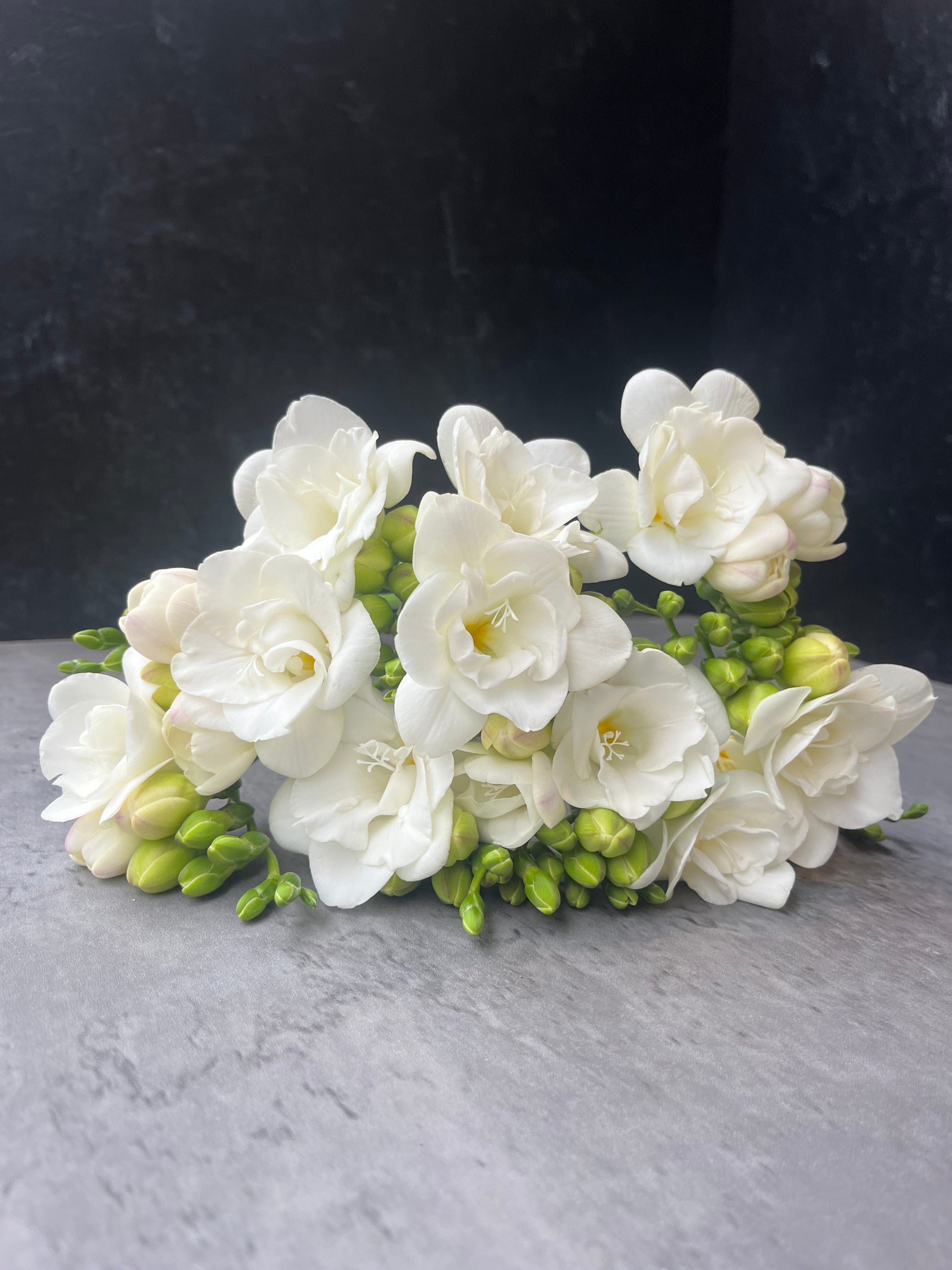Freesia-White