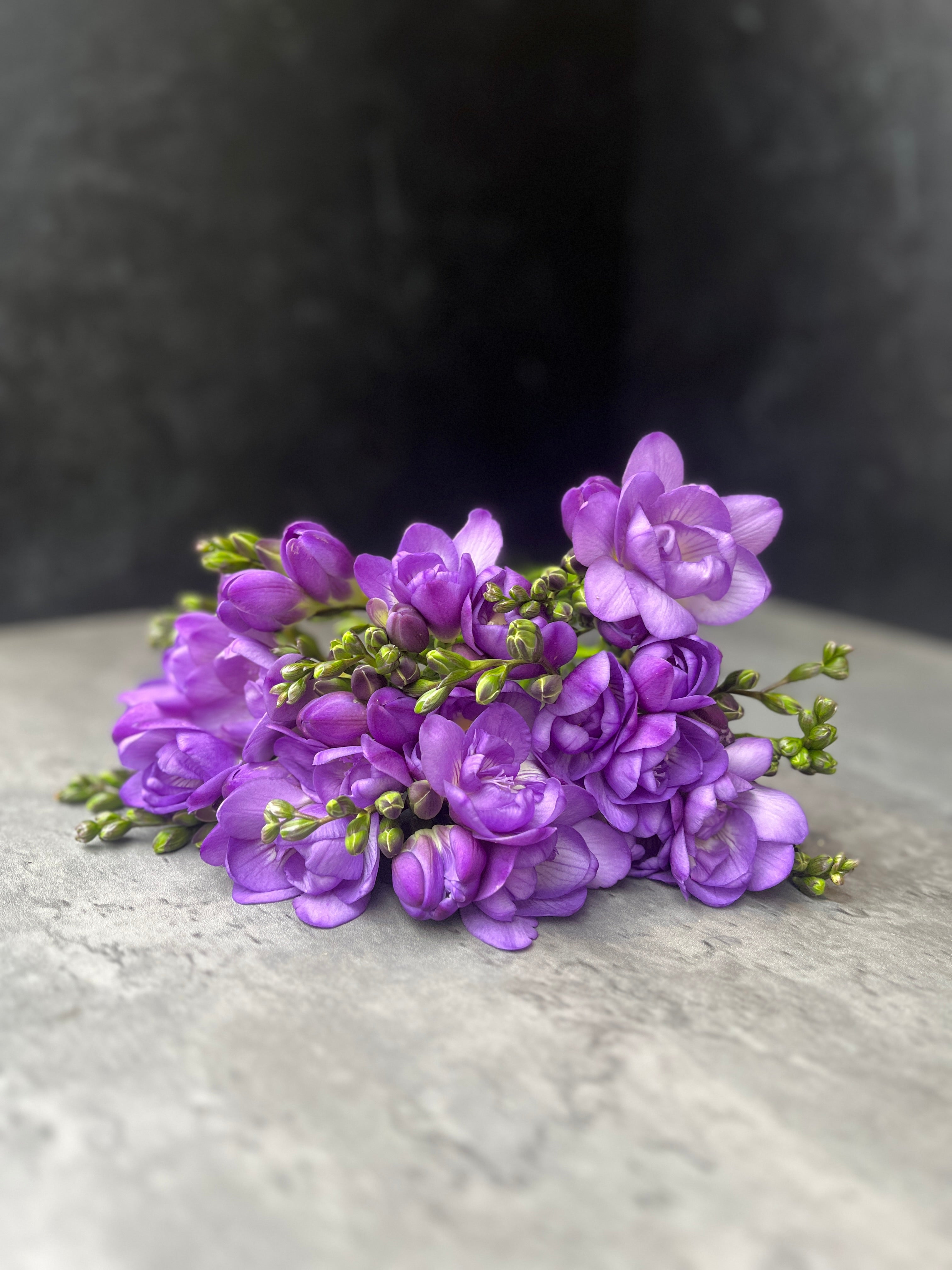 Freesia-Purple