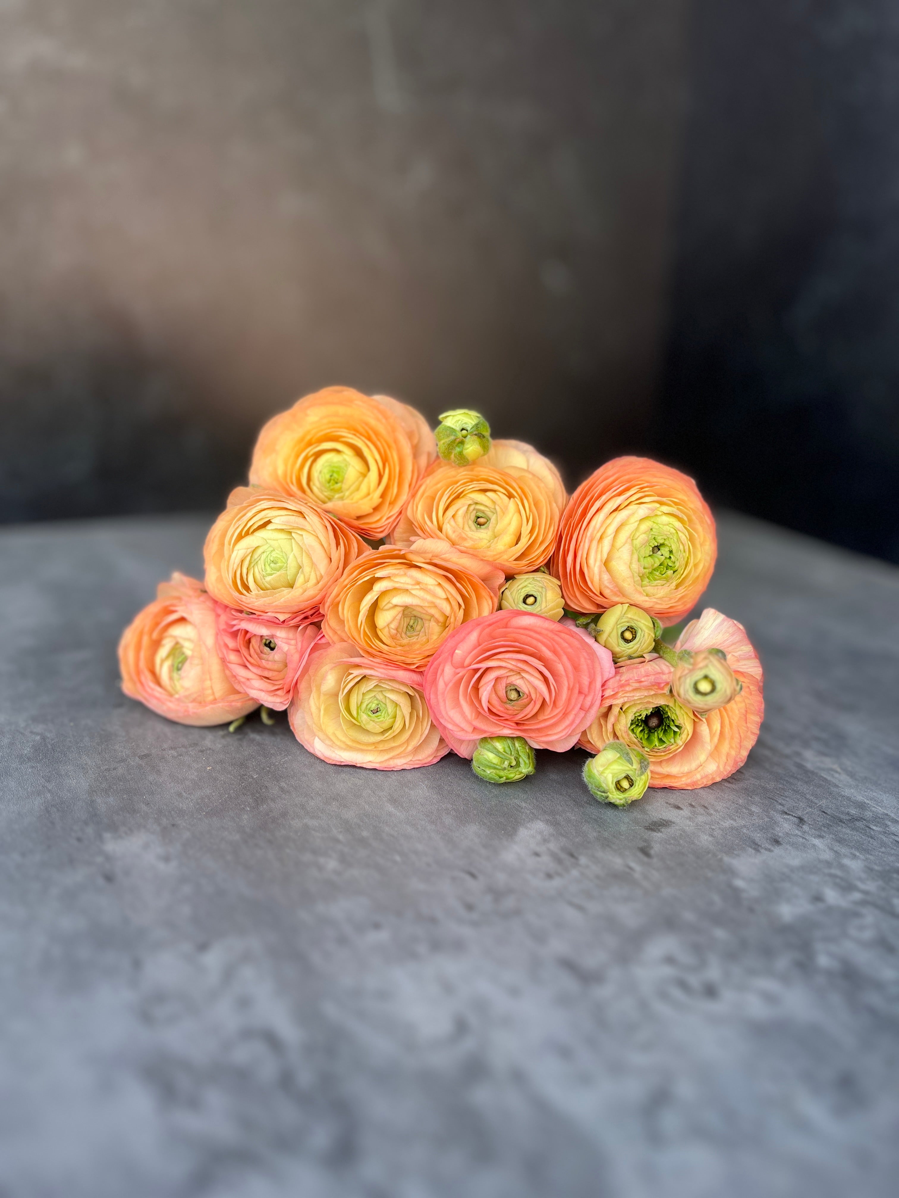 Ranunculus-Salmon