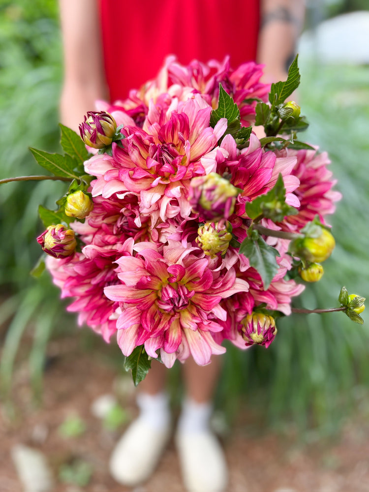 Dahlia Medium-Tropical Punch - SMFF Wholesale