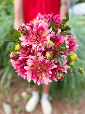 Dahlia Medium-Tropical Punch - SMFF Wholesale