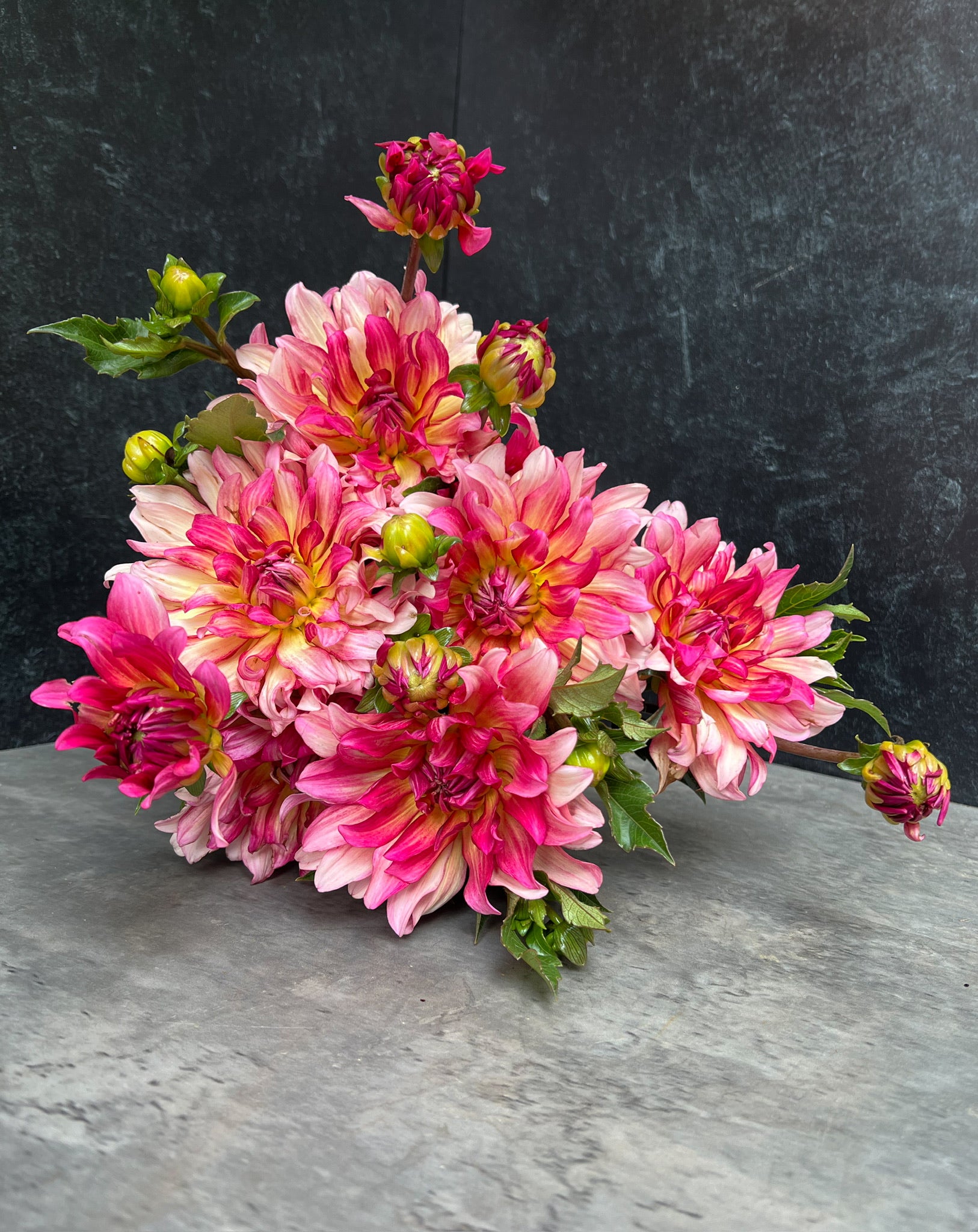Dahlia Medium-Tropical Punch