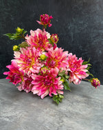Dahlia Medium-Tropical Punch - SMFF Wholesale