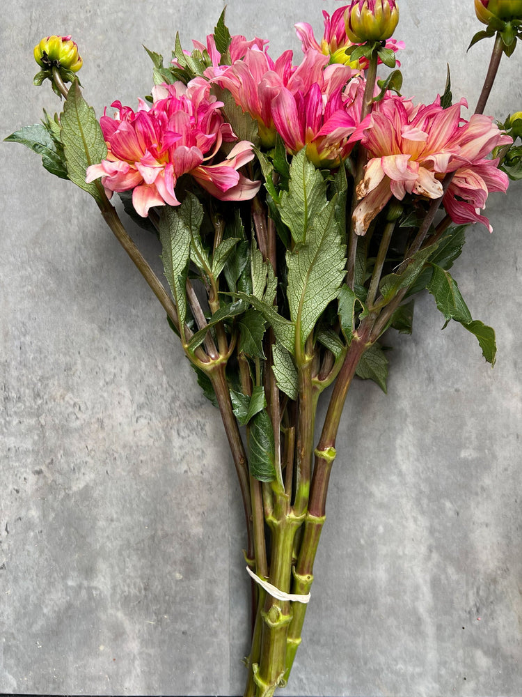 Dahlia Medium-Tropical Punch - SMFF Wholesale