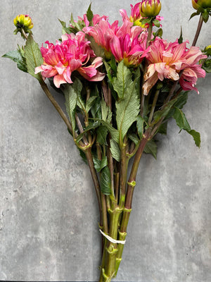 Dahlia Medium-Tropical Punch - SMFF Wholesale