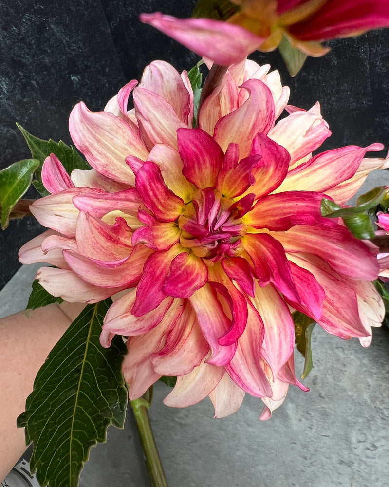 Dahlia Medium-Tropical Punch - SMFF Wholesale