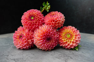 Dahlia Regular-Jowey Paula