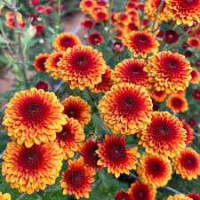 Heirloom Mum Box Lot-Autumnal Tones - SMFF Wholesale