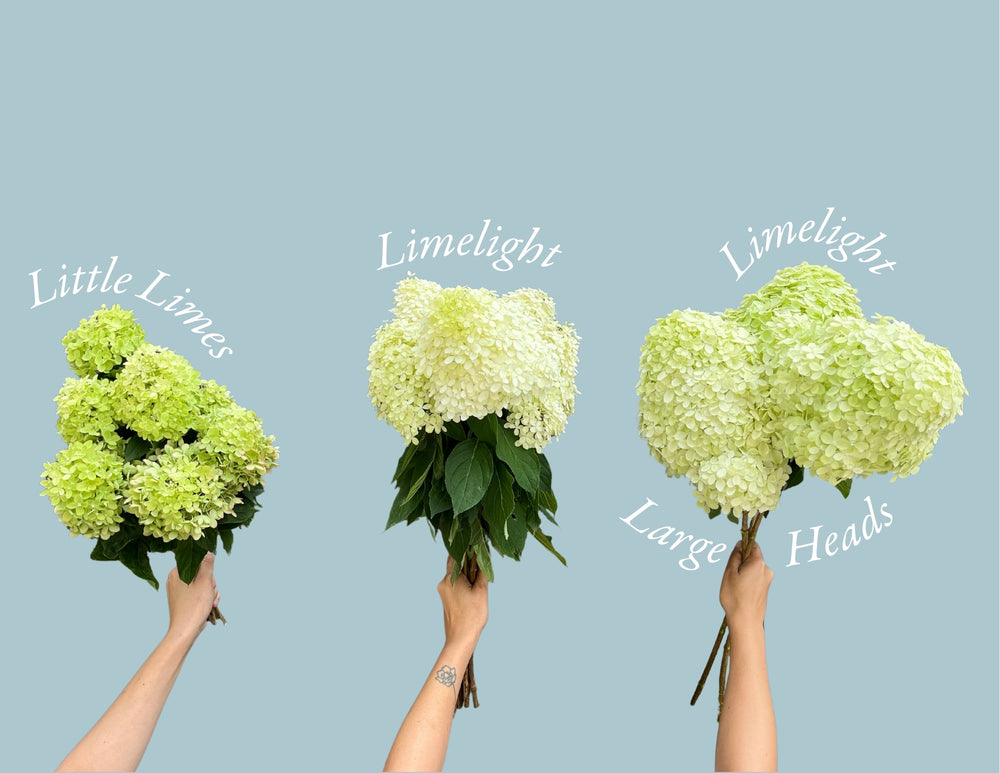 Hydrangea-Limelight Large Heads - SMFF Wholesale
