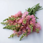 Snapdragon-Butterfly Pink - SMFF Wholesale
