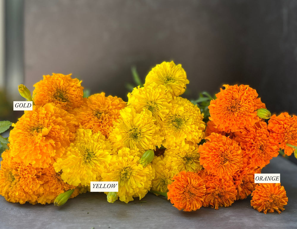 
            
                Load image into Gallery viewer, Marigold-Gold
            
        