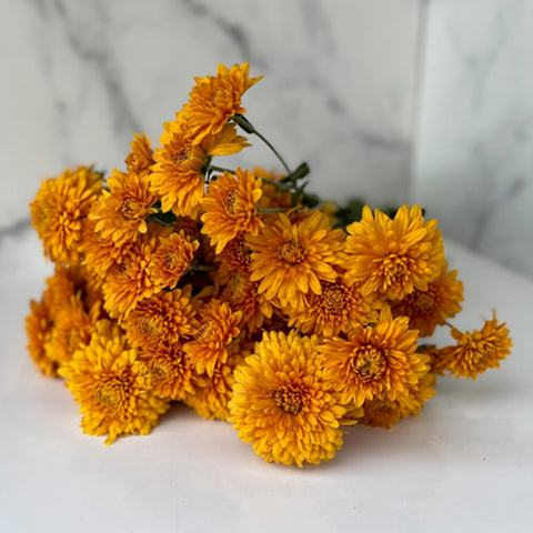 Heirloom Mum Box Lot-Autumnal Tones - SMFF Wholesale