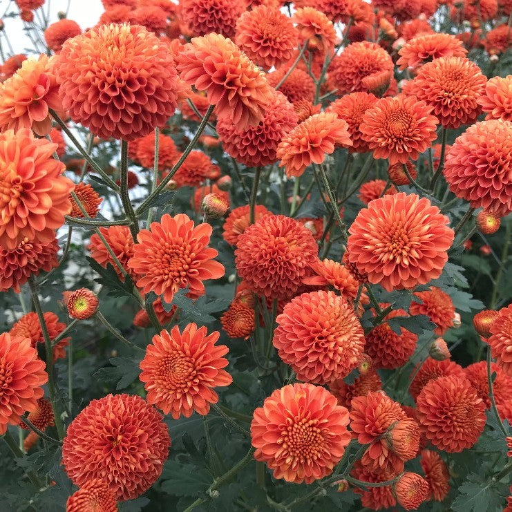 Heirloom Mum Box Lot-Autumnal Tones - SMFF Wholesale