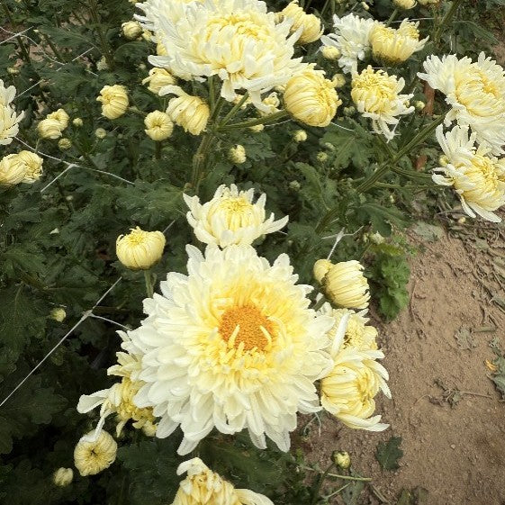 Heirloom Mum Box Lot-Pastels - SMFF Wholesale