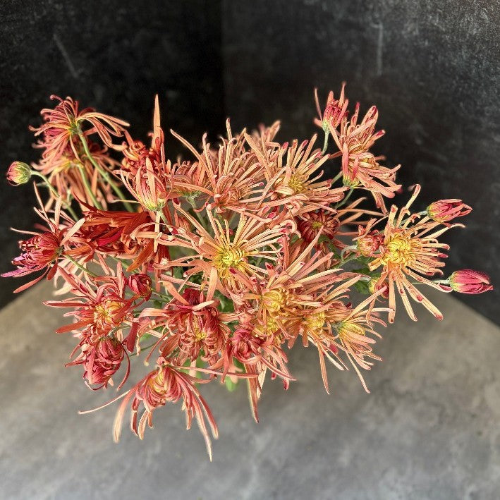 Heirloom Mum Box Lot-Autumnal Tones