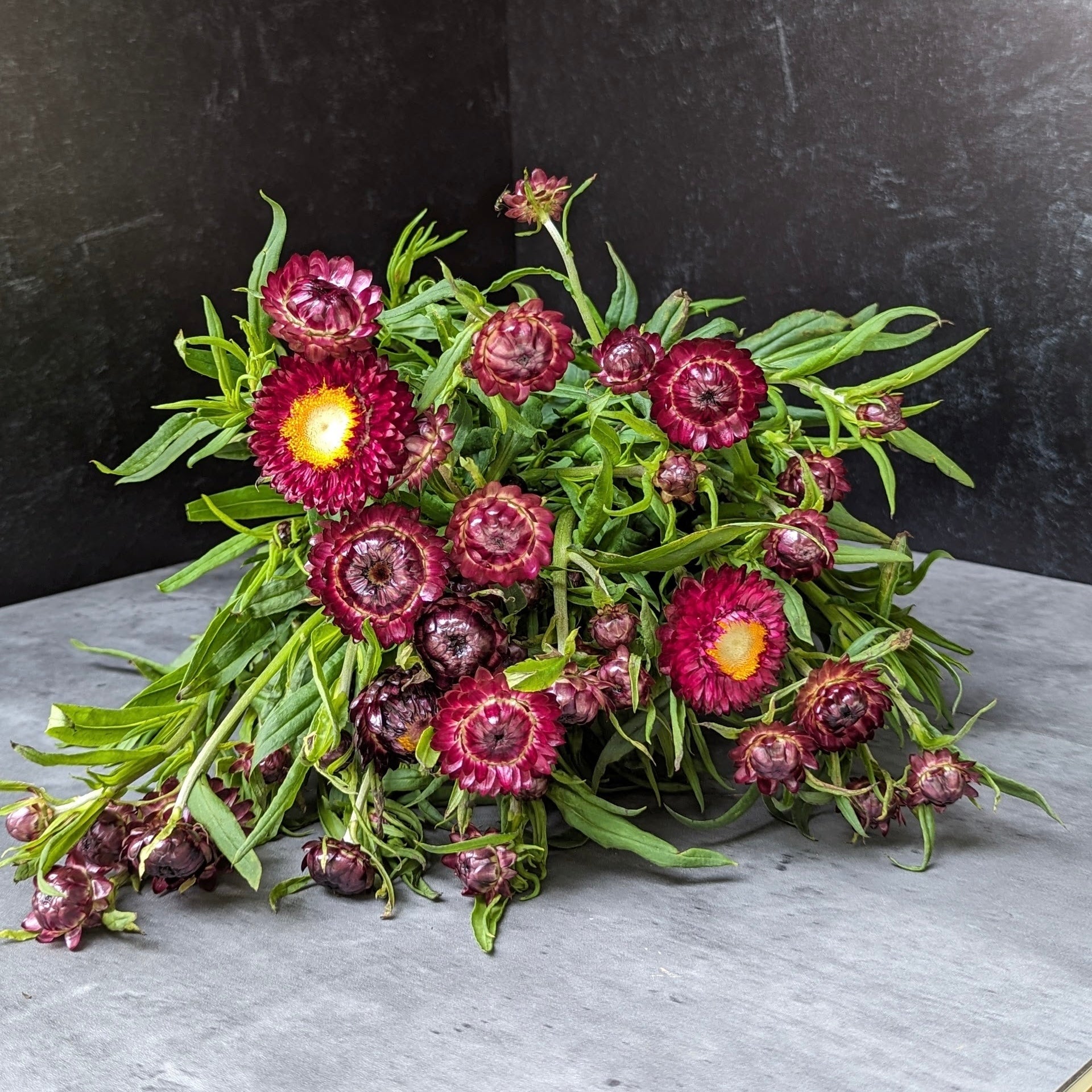 Strawflower-Burgundy