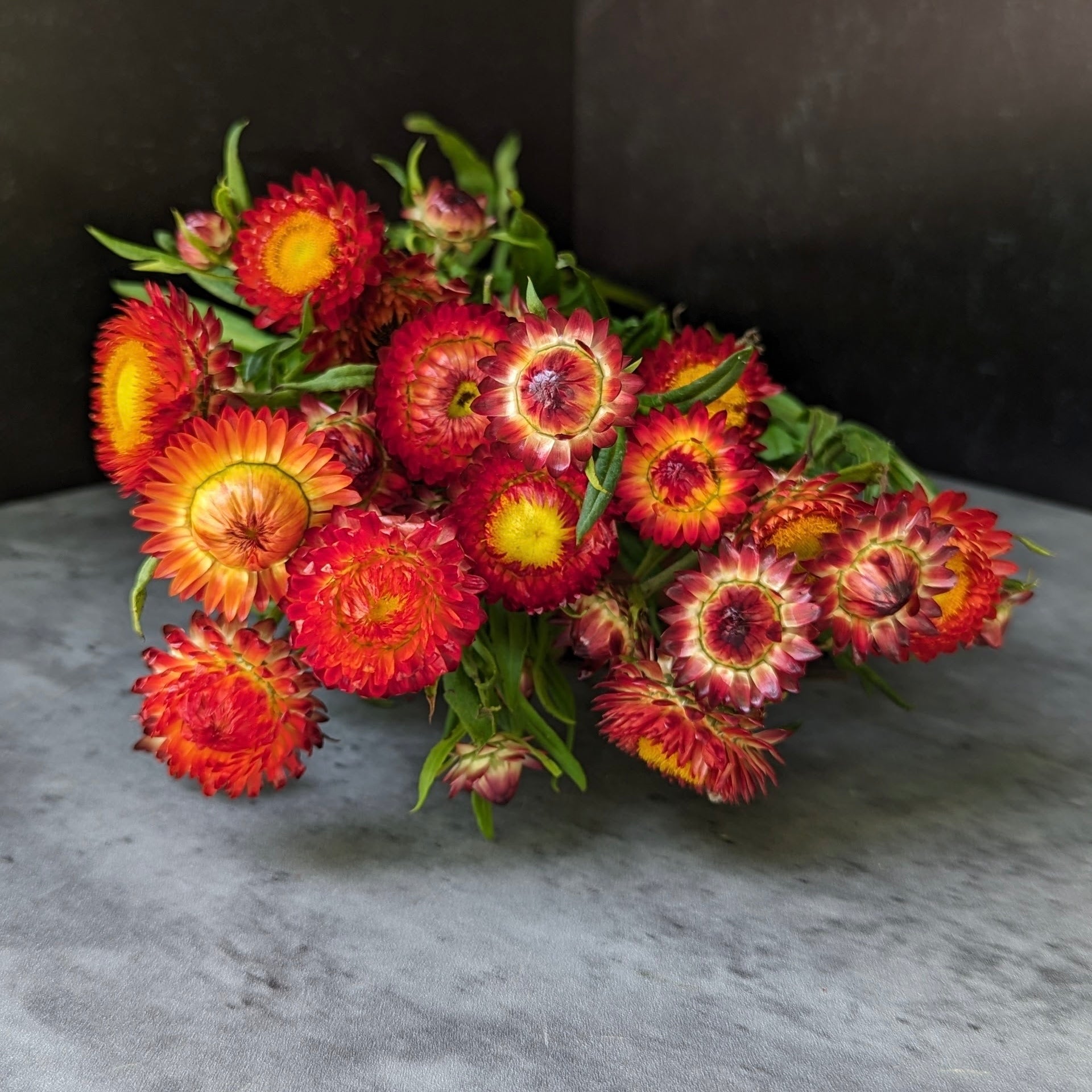 Strawflower-Fire Red