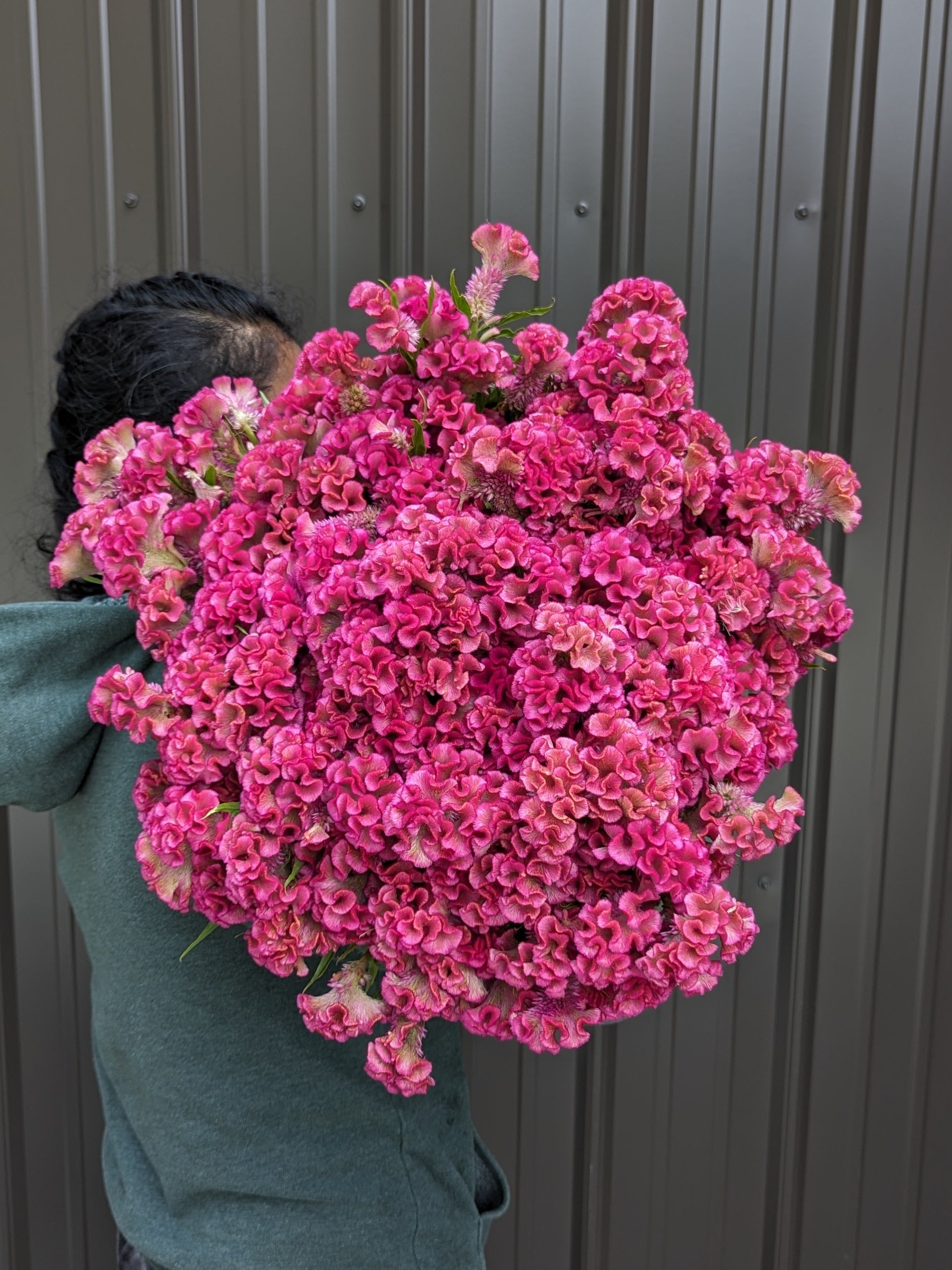 Celosia-Kurume Rose