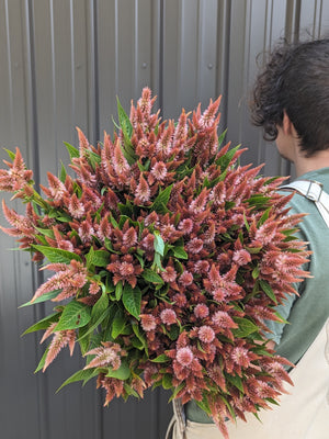 
            
                Load image into Gallery viewer, Celosia Spike-Terracotta
            
        