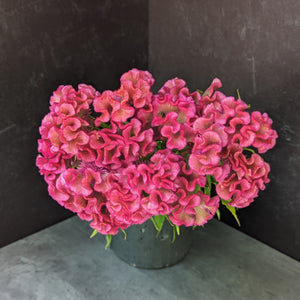 Celosia-Kurume Rose