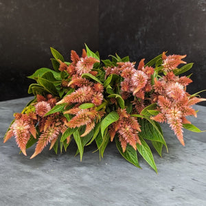 
            
                Load image into Gallery viewer, Celosia Spike-Terracotta
            
        