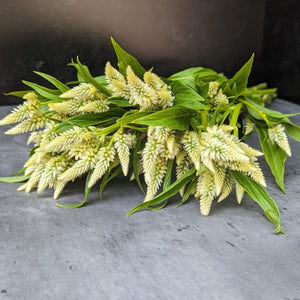 
            
                Load image into Gallery viewer, Celosia Spike-Celway White
            
        