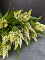 Celosia Spike-Celway White