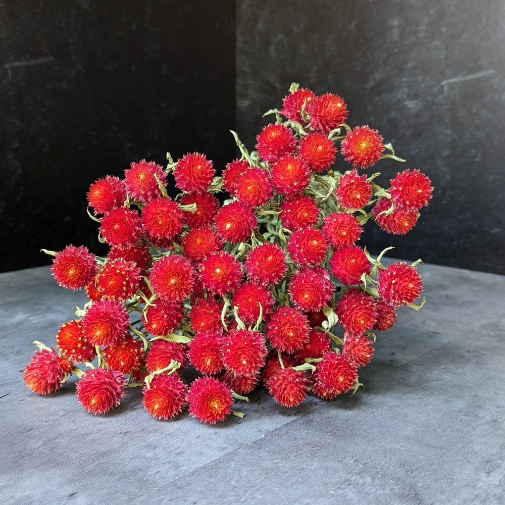 Dried Flowers-Gomphrena Red