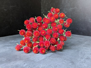 Dried Flowers-Gomphrena Red