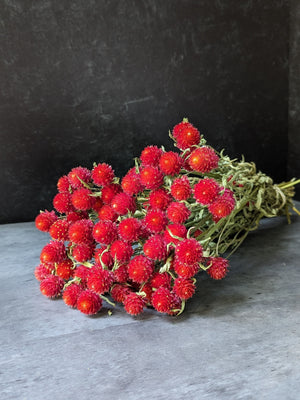 Dried Flowers-Gomphrena Red