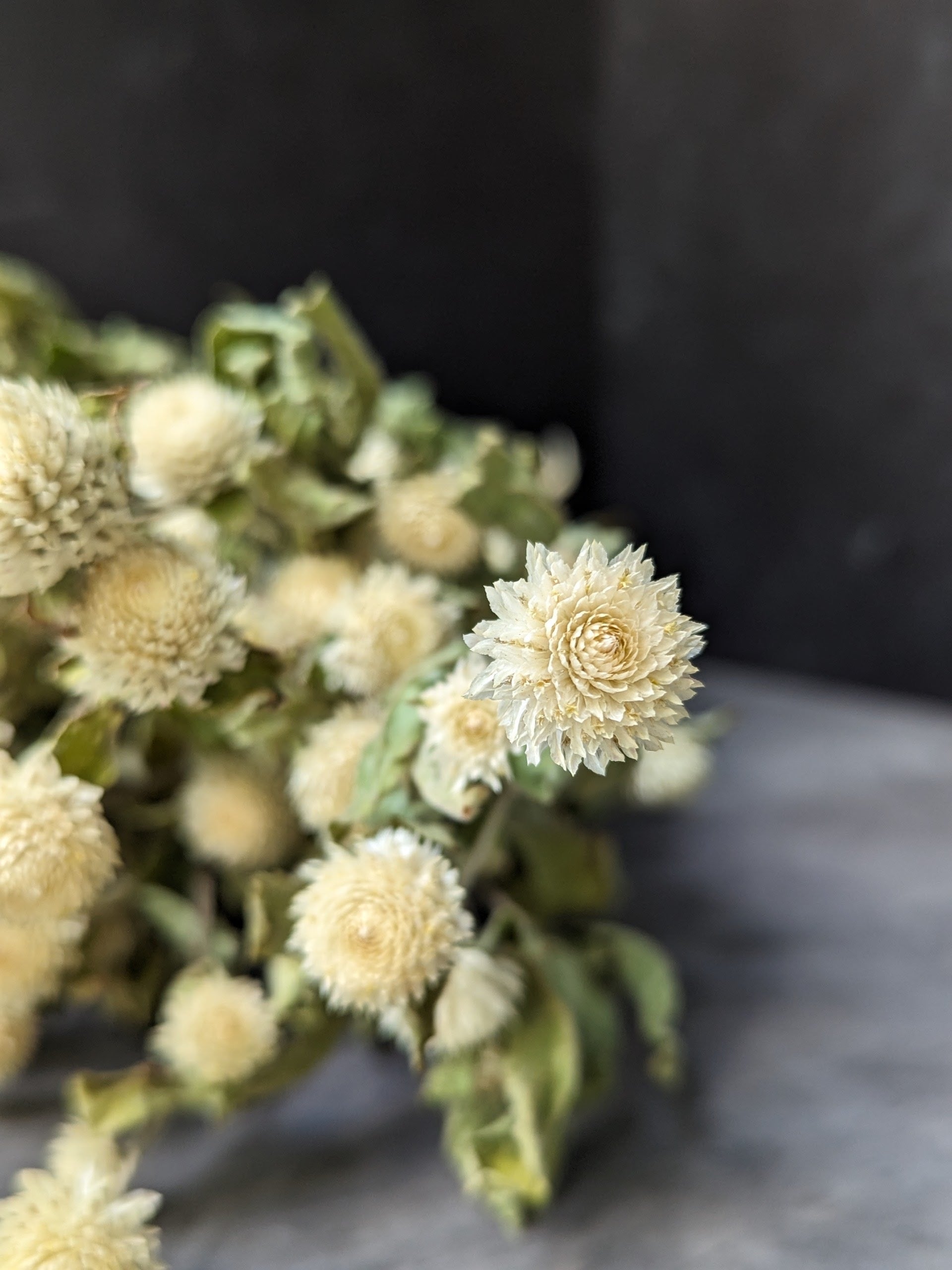 Dried Flowers-Gomphrena White