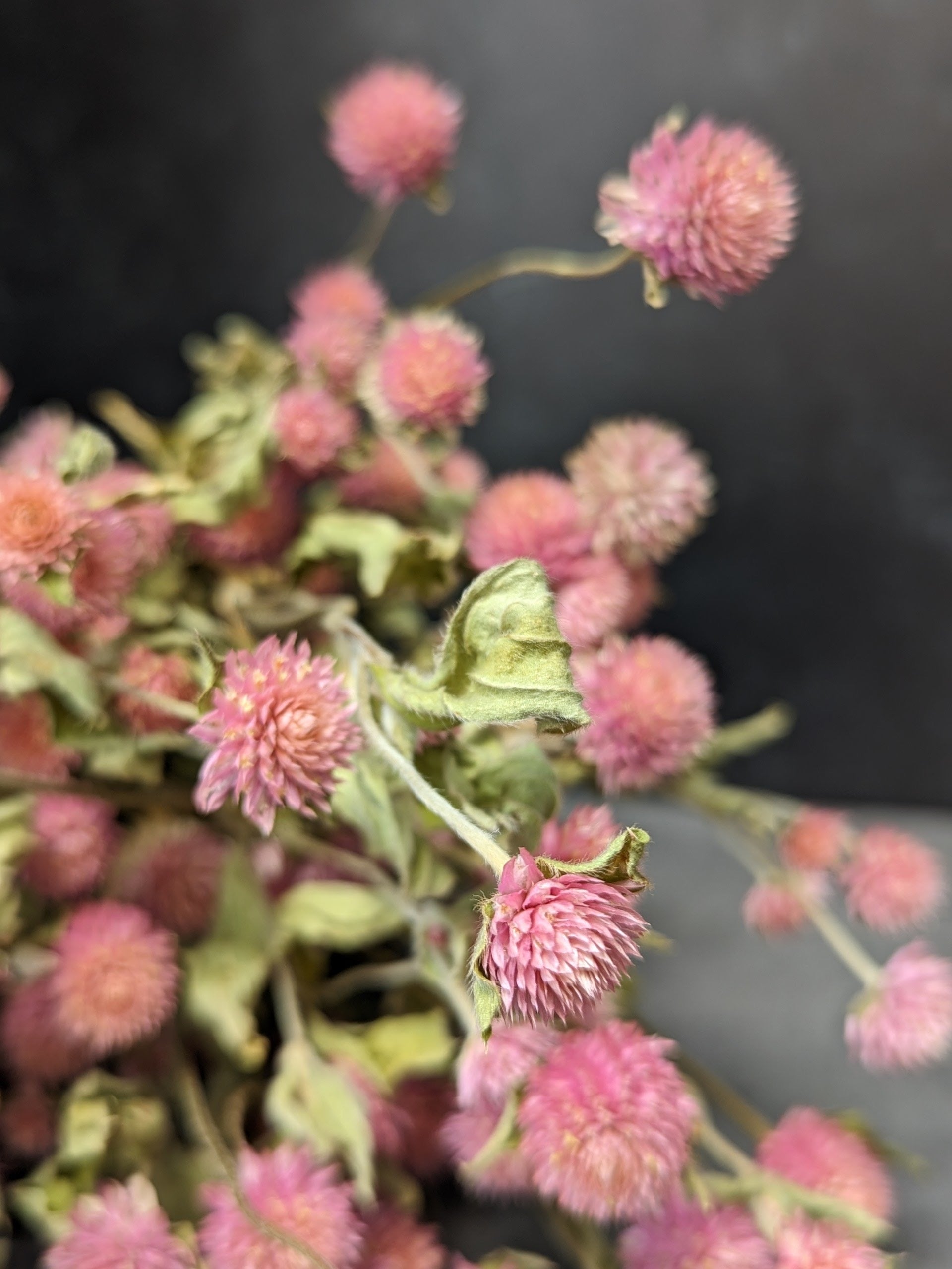 Dried Flowers-Gomphrena Pink