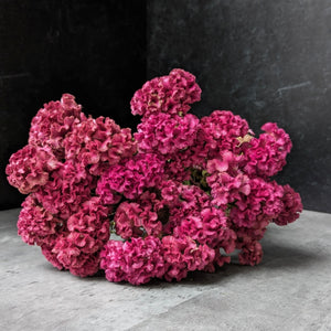 Dried Flowers-Celosia Pink Crest