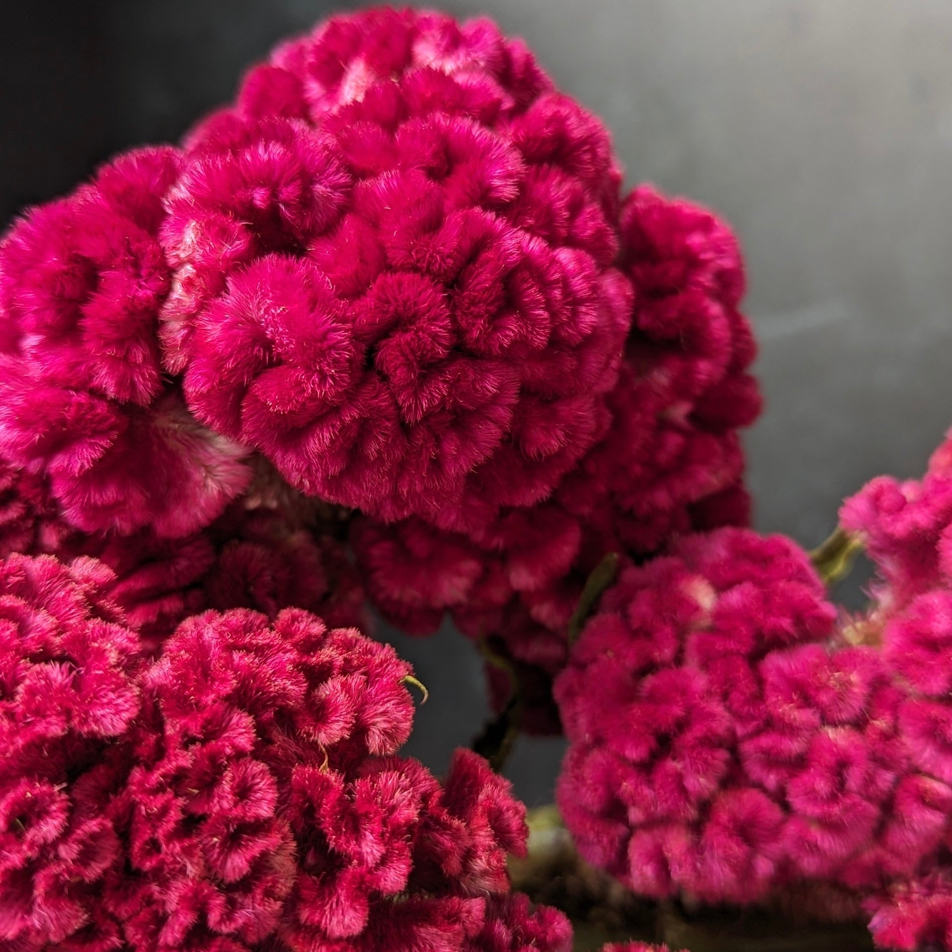 Dried Flowers-Celosia Burgundy Crest