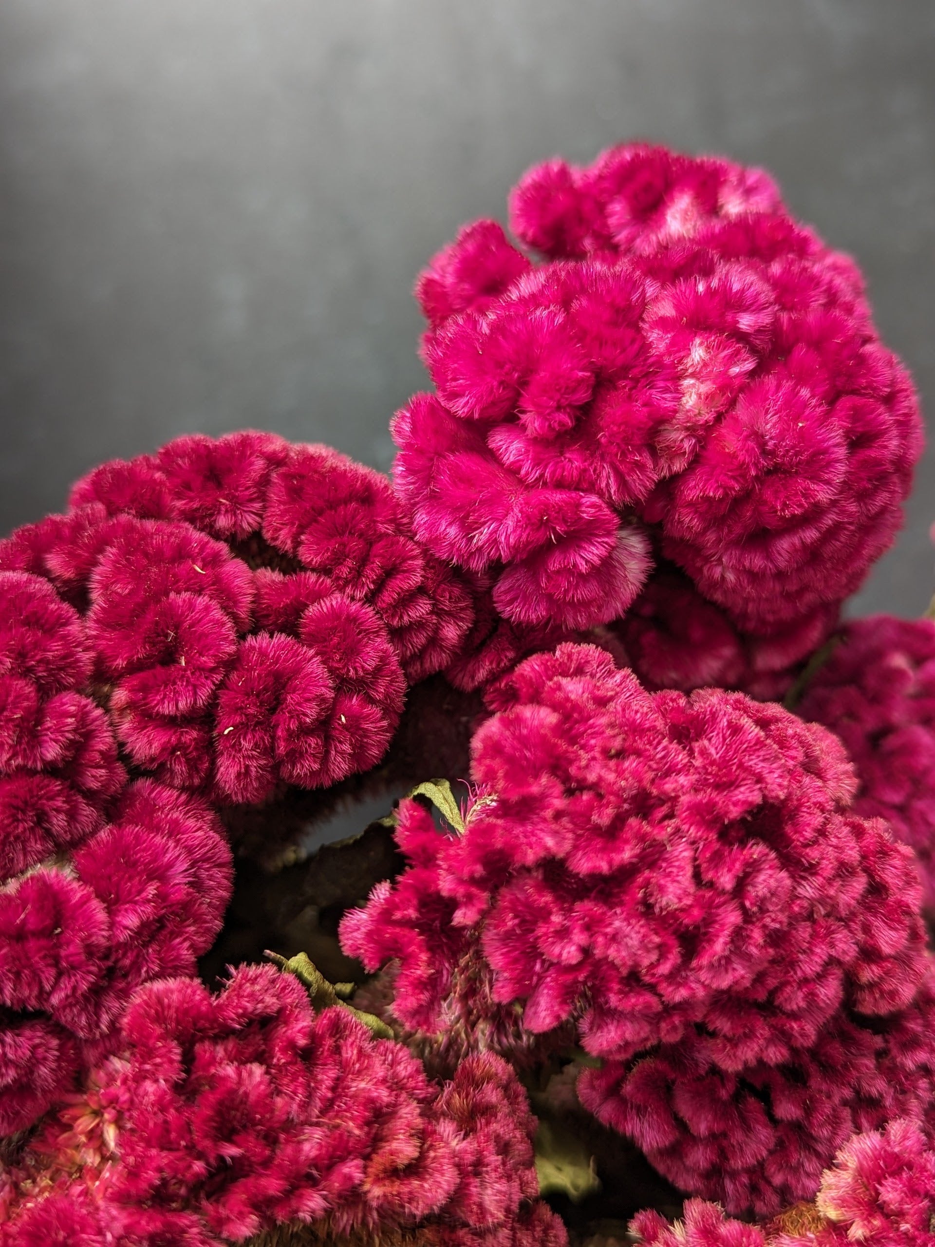 Dried Flowers-Celosia Burgundy Crest