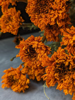 Dried Flowers-Marigold Orange