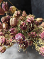 Dried Flowers-Nigella Pods Plum