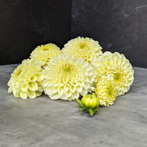 Dahlia Regular-MM Buttercream
