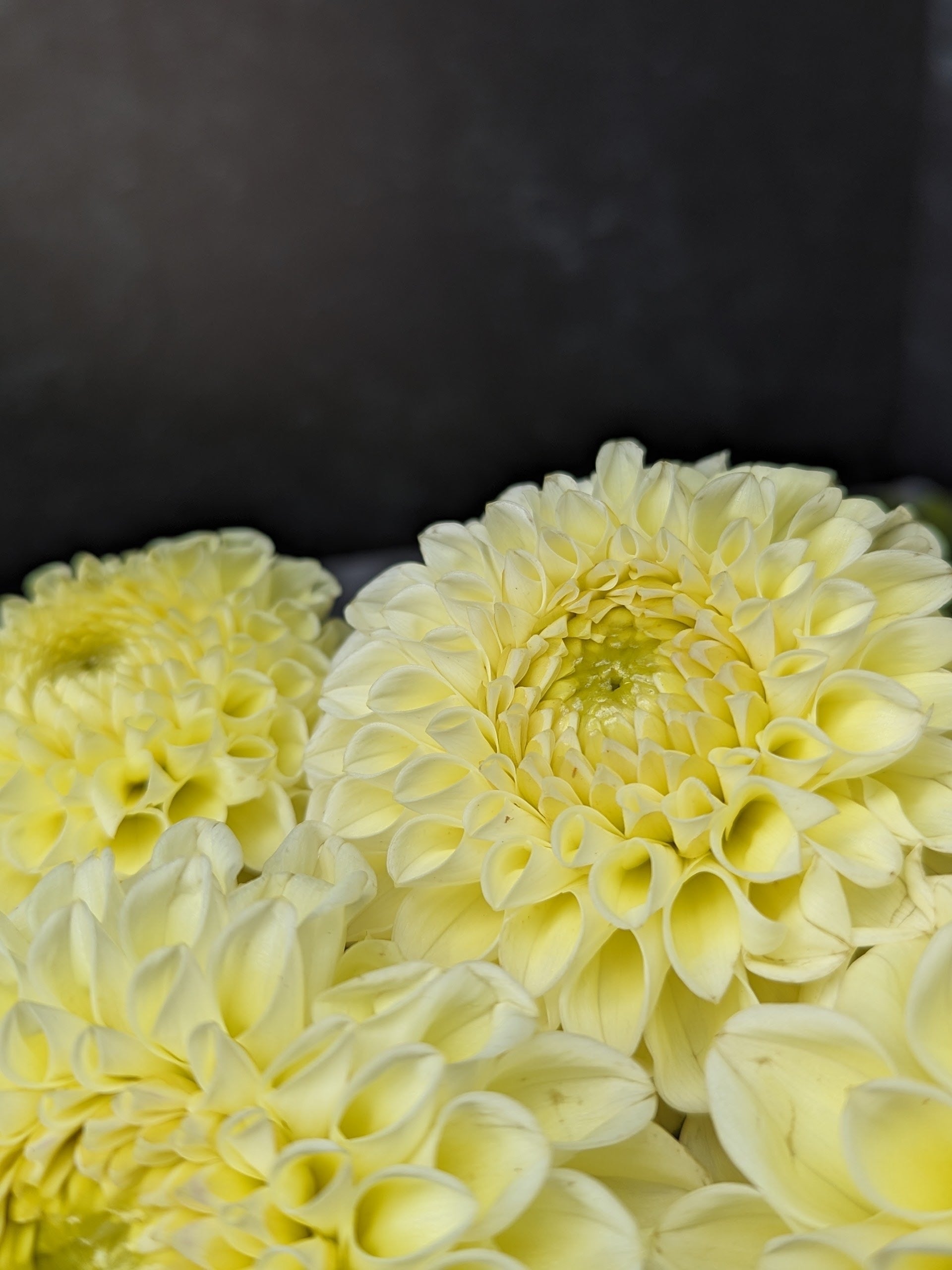 Dahlia Regular-MM Buttercream
