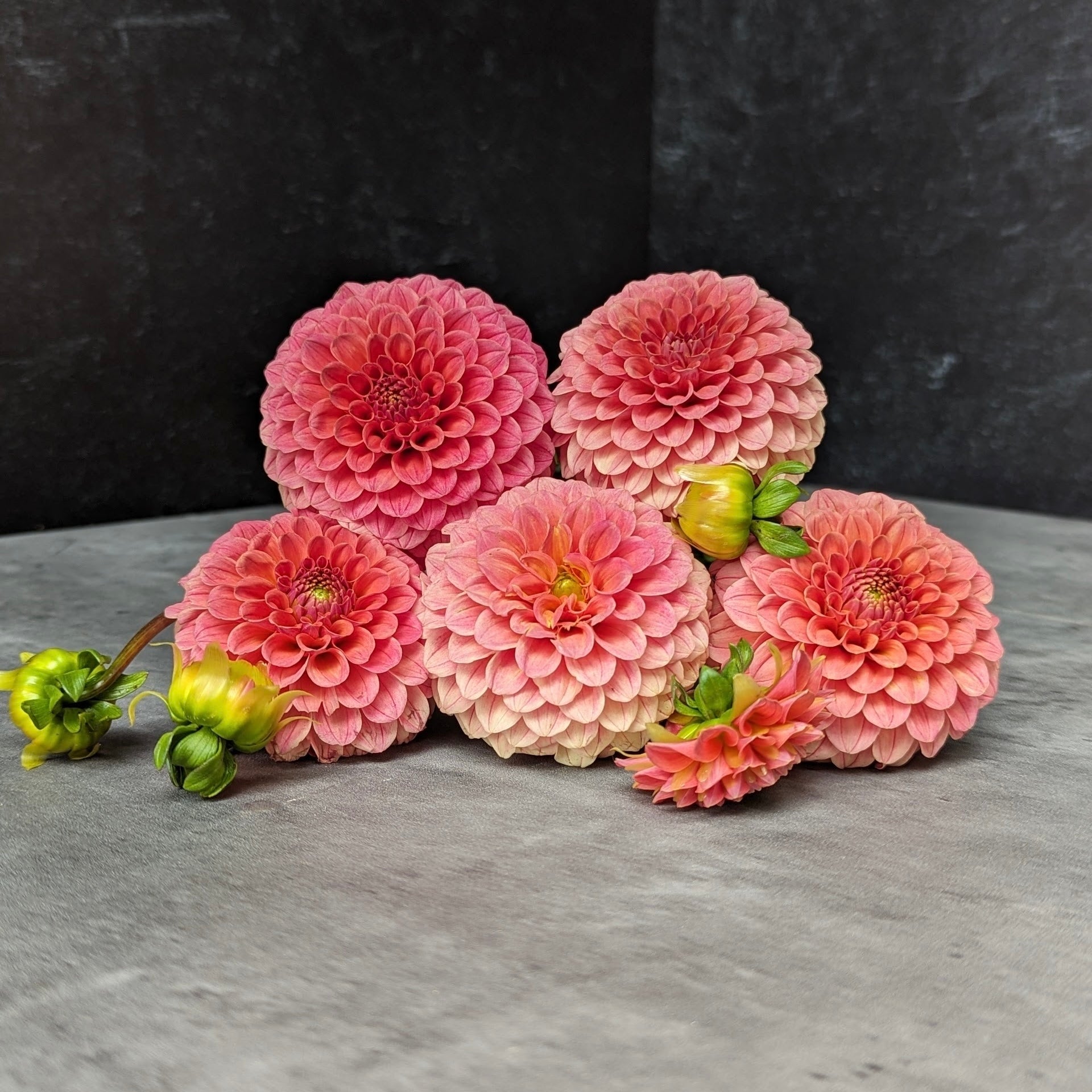 Dahlia Regular-Rose Toscano
