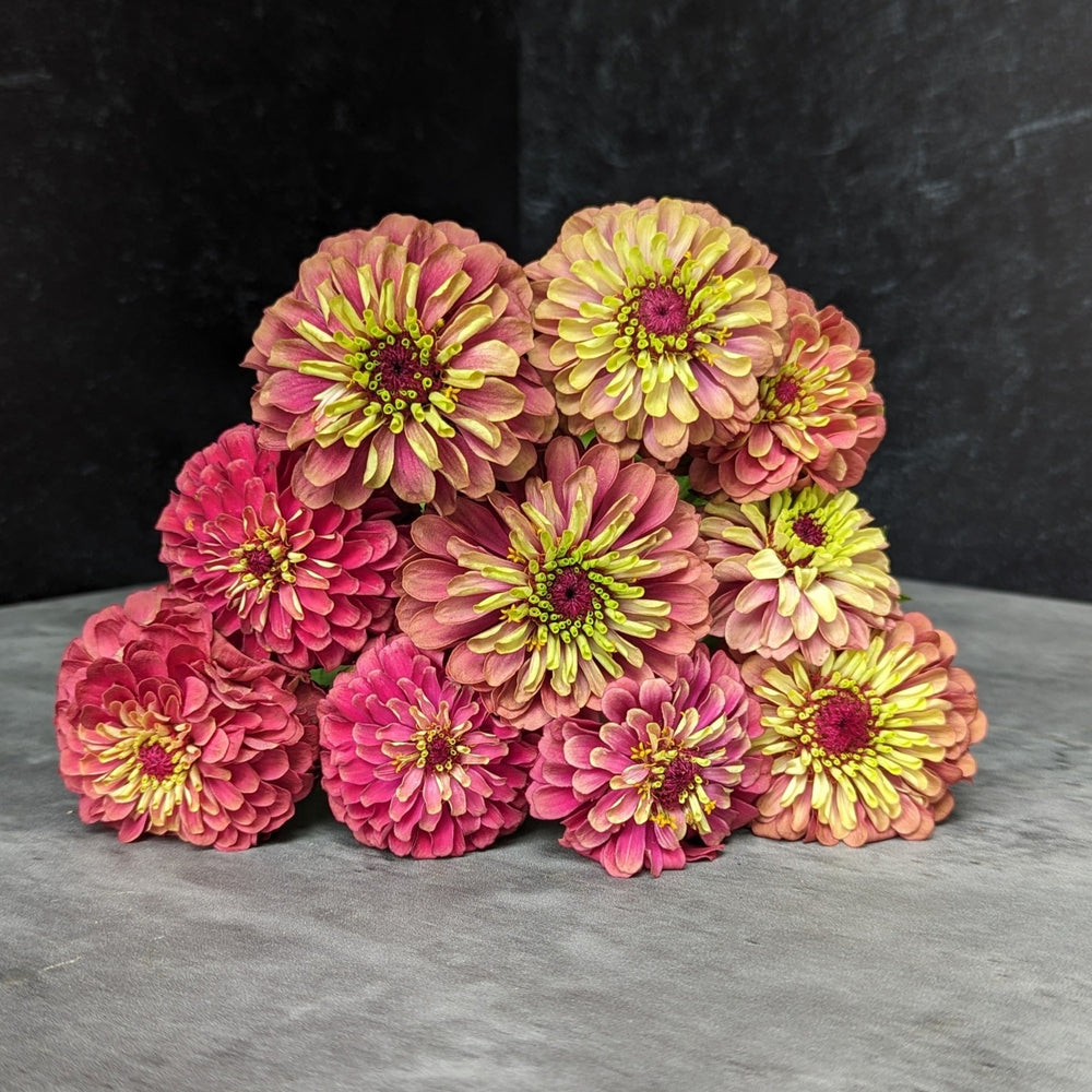 
            
                Load image into Gallery viewer, Zinnia-Queen Lime Red
            
        