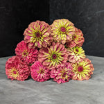 Zinnia-Queen Lime Red