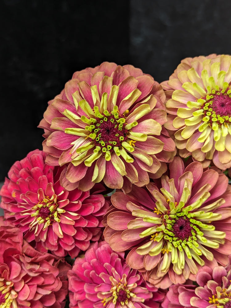 
            
                Load image into Gallery viewer, Zinnia-Queen Lime Red
            
        