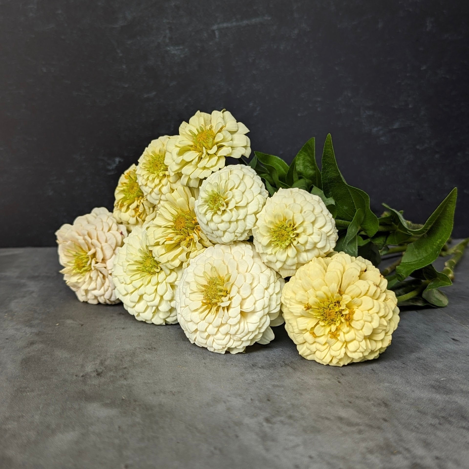 Zinnia-Oklahoma Ivory