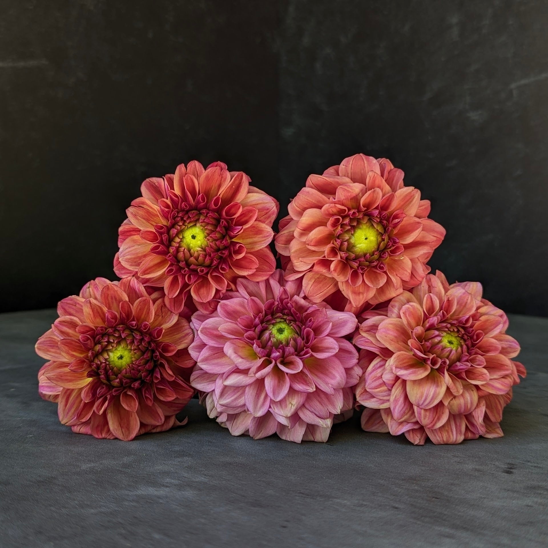 Dahlia Regular-Iced Tea
