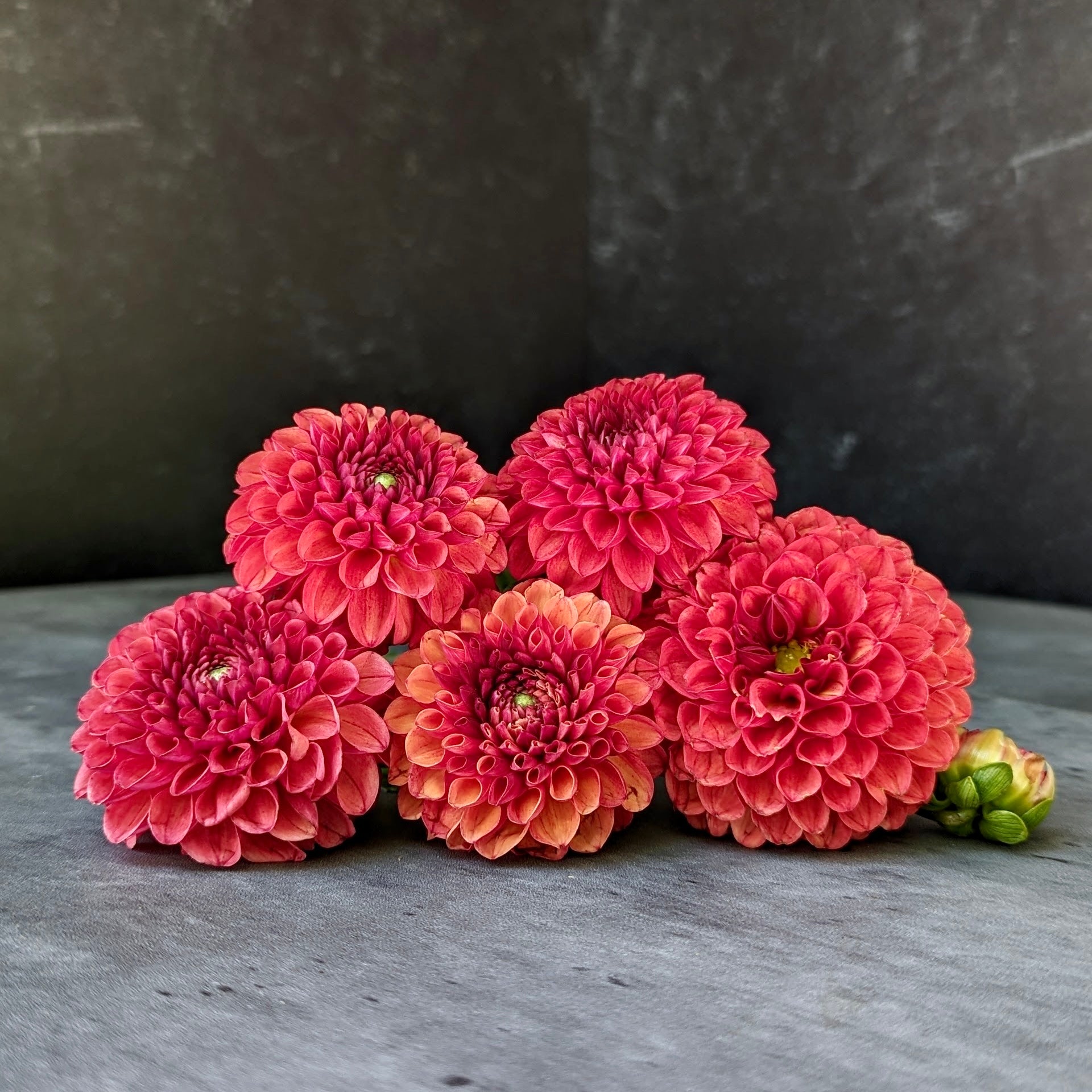 Dahlia regular-Valley Rust Bucket